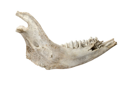 bone, jaw of a cow isolatedの写真素材