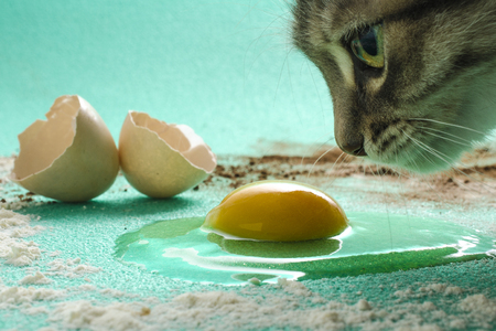Cat making Mischief in the Kitchenの写真素材