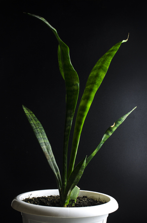 Sansevieria trifasciataの写真素材