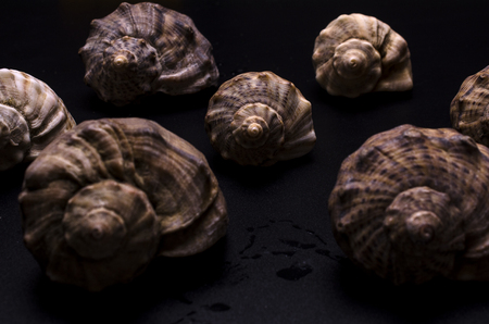 pattern from shells of rapans on blackの写真素材