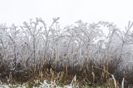 Winter scene: bushes covered with snow.の写真素材
