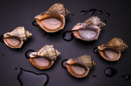 Shells filled with water on a black background isolatedの写真素材