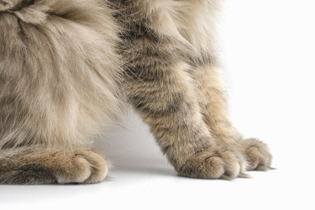 Cat's paws on whiteの写真素材