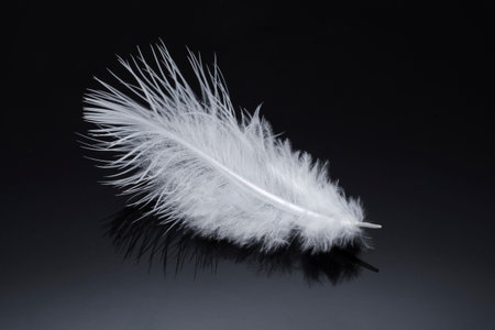 white fluffy feather isolated on black