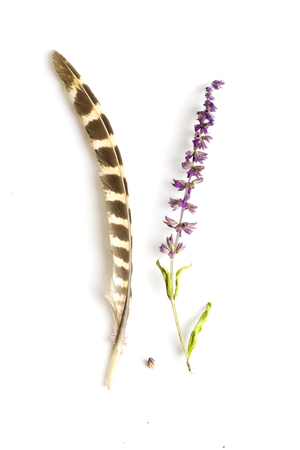 still life of sage and feathers isolated on whiteの写真素材