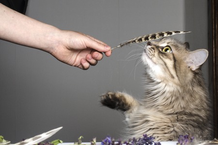 the cat smells a featherの写真素材