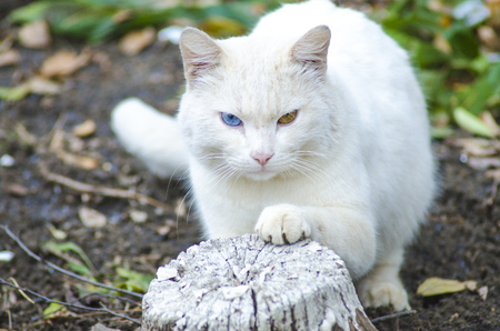 white homeless cat with different eyes, portraitの写真素材