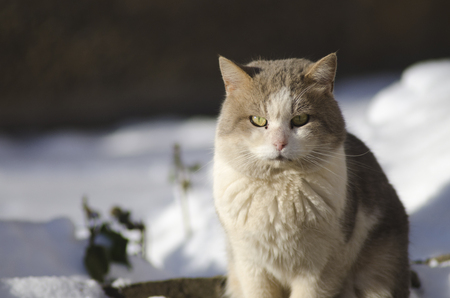 street cat sits in the snowの写真素材