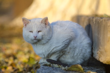 portrait of a homeless sad catの写真素材