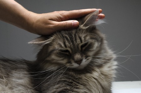 hand stroking a cat's headの写真素材