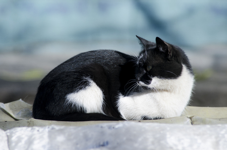black and white stray cat sittingの写真素材