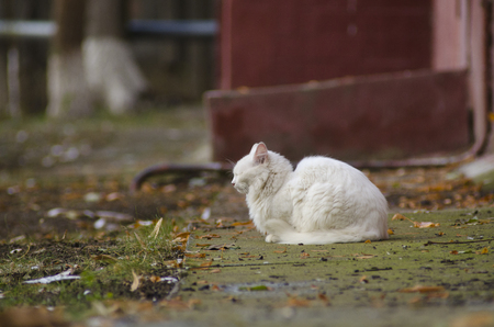 white stray street cat dozingの写真素材