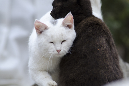 two cats, black and white caressの写真素材