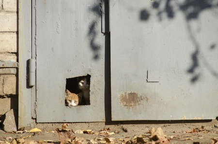 homeless kittens look out of the holeの写真素材