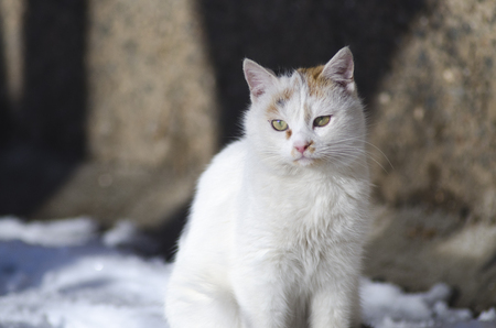 homeless street cat sitting in the snowの写真素材