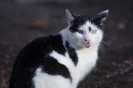 portrait of a spotted black and white street cat