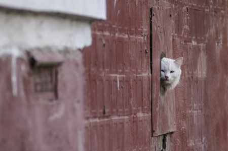 white cat looks out of minkの写真素材