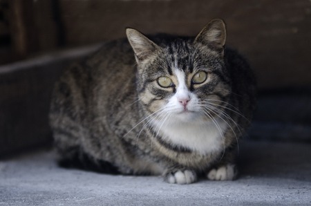 portrait of a striped catの写真素材