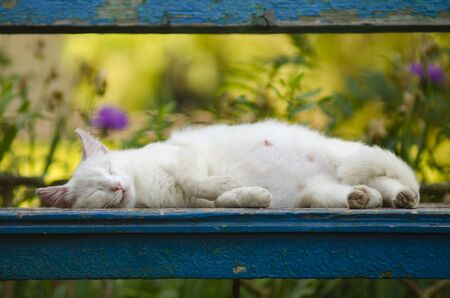 A white cat sleeps on the benchの写真素材