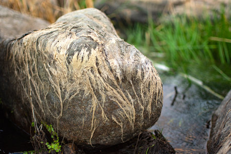 dried seaweed on the stone