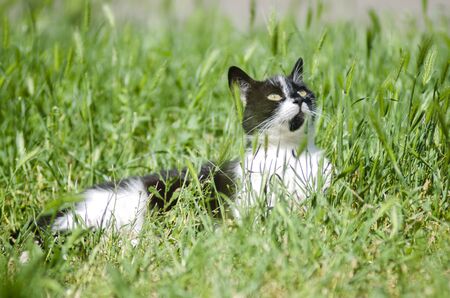 cat lies in the green grassの写真素材