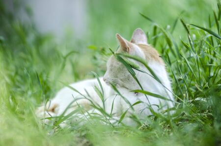 white cat in the green grassの写真素材