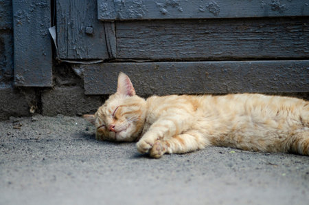 cute red cat sleeps
