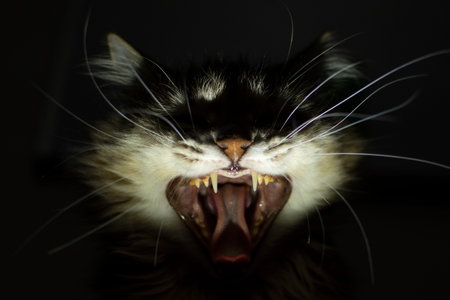 The cat is a vampire. Frightening cat with fangs. Scary cat.