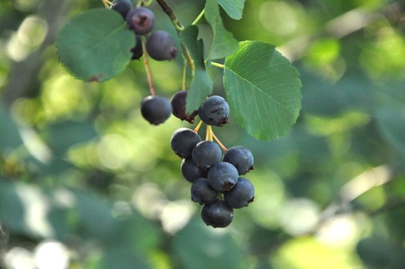 Dark ripe berries on branch.の写真素材