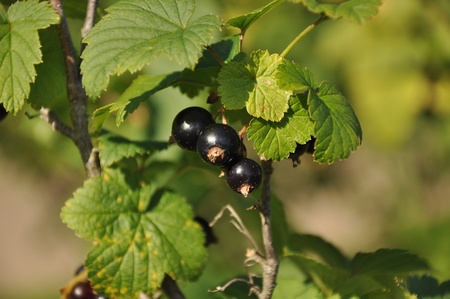 Blackcurrant berries and leafs on branch.の写真素材