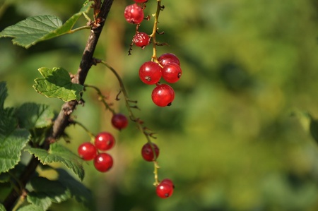 Redcurrant berries and green leafs on branch in summer dayの写真素材