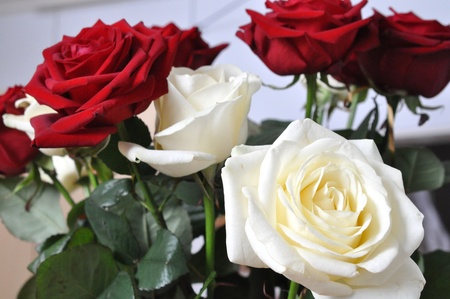 Lush bouquet of red and white roses.の写真素材