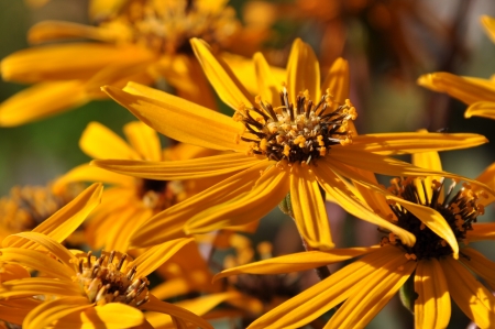 Bright yellow flowers in the dayの写真素材