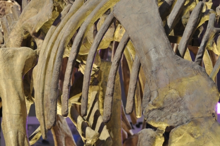 Old ancient bones of dinosaur animal close-upの写真素材