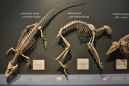 Skeletons in museum with descriptions for studyの写真素材