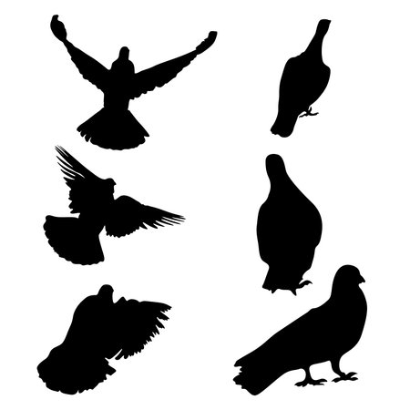 illustration with pigeon silhouettes isolated on white backgroundのイラスト素材