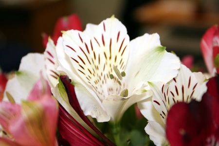 Flowerの写真素材