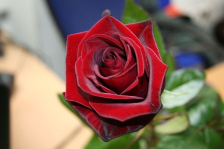 Flowerの写真素材