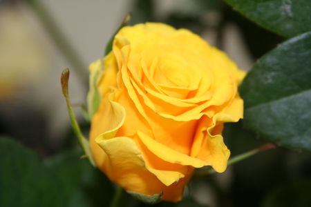 Flowerの写真素材