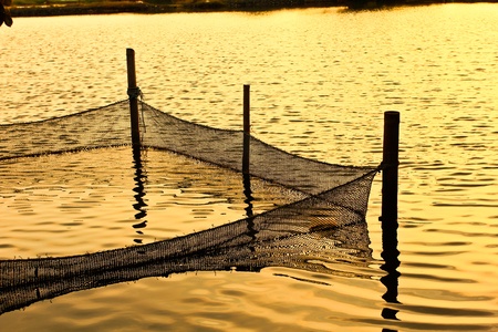 Netting fish.の写真素材