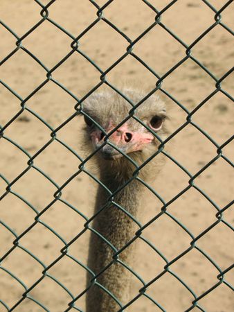Youngling ostrich in wire cage. Close up.の写真素材