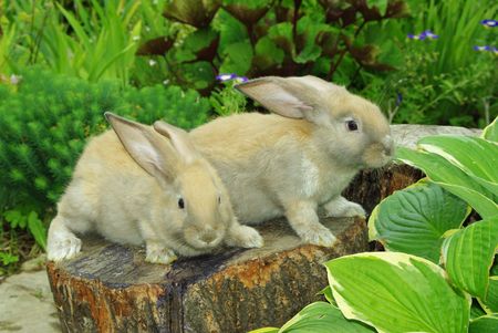 Little rabbits sitting on the stump in gardenの写真素材