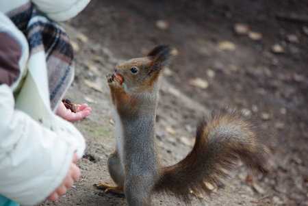 Child feeding squirrel nutsの写真素材