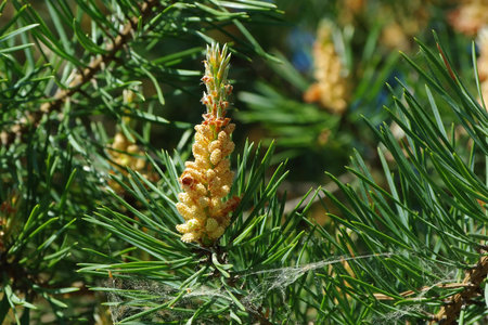 Blossoming pinetree in spring in forest