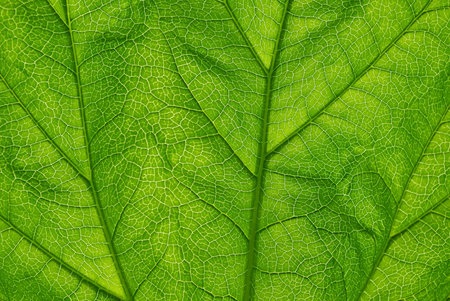 Green transparent leaf close up texture background.の写真素材