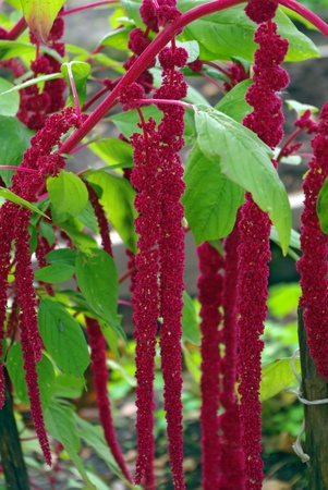 Red decorative amaranth plant in the gardenの写真素材