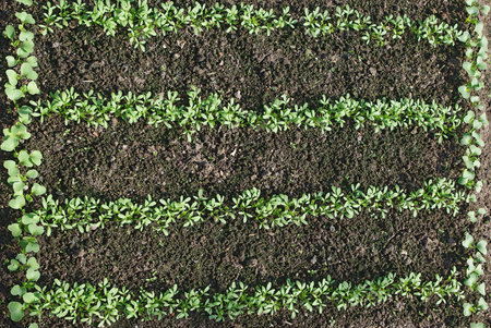 Young radish plant sprouts growing on the vegetable bedの写真素材