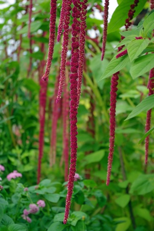 Red decorative amaranth plant in the gardenの写真素材