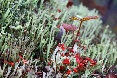 Carpet of white moss close up shotの写真素材