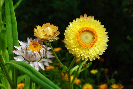 Beautiful yellow helichrysum flowers suitable for dryingの写真素材